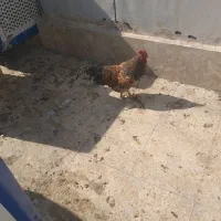 خروس خوشگل وطبیعی