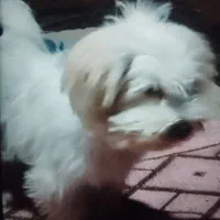 سگ پاکوتاه شیتزو قیمت فقط۳میلیون