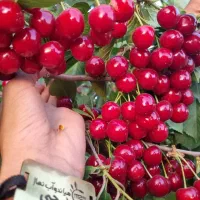 فروش نهال البالو مجار شناسه دار