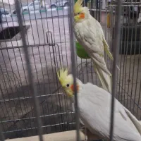 عروس هلندی|پرنده|بومهن, |دیوار