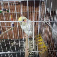 عروس هلندی|پرنده|سبزوار, کاشفی شمالی (دادگستری)|دیوار