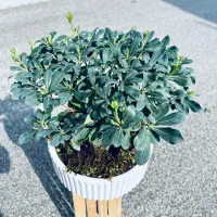 بونسای