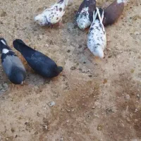 سلام ۷تا کبوترخوب تهرانی