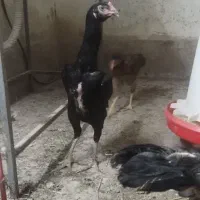 تخم مرغ لاری اصل|حیوانات مزرعه|گنبد کاووس, |دیوار