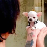 شیهواهوا تو جیبی سایز صفر