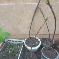 نهال انجیر سیاه