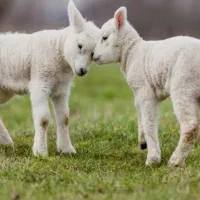 بره شیر سبک