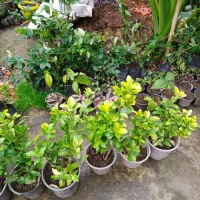 شمشاد طلایی