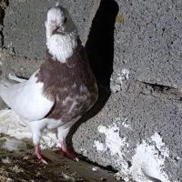 طوقی|پرنده|لامرد, |دیوار