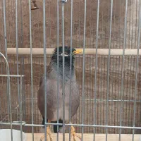 پرنده مرغ مینا|پرنده|قزوین, |دیوار