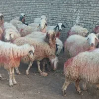 31میش داشتی جوان|حیوانات مزرعه|سبزوار, قصبه شرقی|دیوار