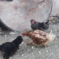 لاری.اوردک شوروی .خروس ابریشمی .قو غاز