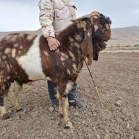 بز پاکستانی|حیوانات مزرعه|صحنه, |دیوار