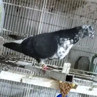 دم سفید مهر.کفترپرشی قاره دم سفی سبزدم سفید|پرنده|تهران, بیسیم|دیوار