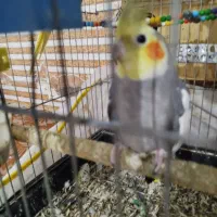 کمربندی سوسنگرد