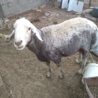 قوچ جوان فروشی