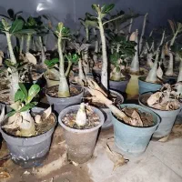 ادنیوم سایز 8