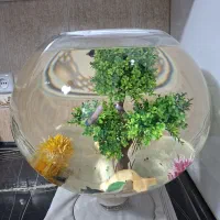 آکواریوم و ماهی