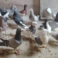 حدودا 18تا یه بوم