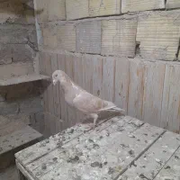 کفتر پلاکی زردماده پلاس زاغ|پرنده|قم, آزادگان|دیوار