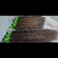 خریدار موهای خام و رنگی به بالاترین قیمت در استان