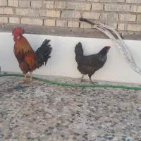 مرغ و خروس عربی سر حال  و تخم گذار