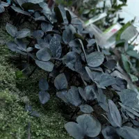 سوپر بلک دو برگ