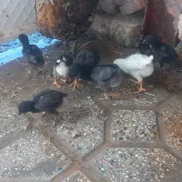 جوجه مرغ