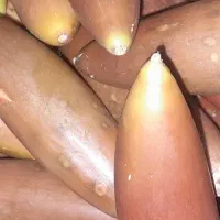 بلوط|عمده‌فروشی|شاهیوند, |دیوار