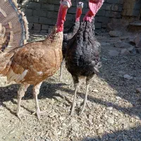 تعدادی بوقلمون بوربون و برنز|حیوانات مزرعه|بوکان, |دیوار