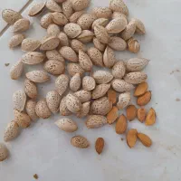 خریدوفروش انواع بادام عمده و جزئی