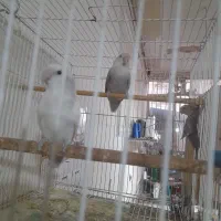 طوطی کوتوله