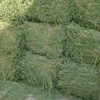 یونجه