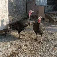 بوقلمون محلی|حیوانات مزرعه|آبدانان, |دیوار