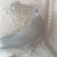 کفتر قلاق وترکیه ای سرور|پرنده|برخوار, |دیوار