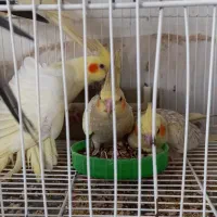 **جفت طوطی عروس هلندی نر سخنگو|پرنده|لنگرود, |دیوار