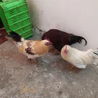 ۱۳۰۰|حیوانات مزرعه|فریمان, |دیوار