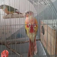 گرینچیک مولد دستی دم تخم فوری