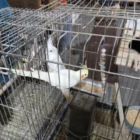 ۴ جفت عروس هلندی