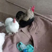 مرغ وخروس کوشین