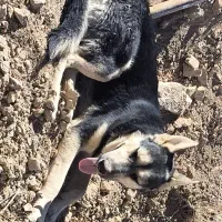 سگ میکس ژرمن|سگ|سنندج, |دیوار