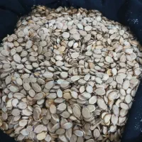 تخمه هندوانه