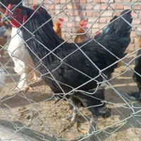 خروس برای کشتار|حیوانات مزرعه|میانه, |دیوار