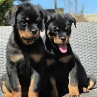 روتوایلر نر و ماده