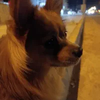 سگ پشمالو به واگذاری