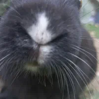 خرگوش سیاه رنگ