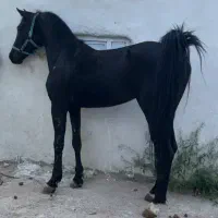 اسب مشکی شش دانگ