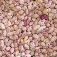 لوبیا چیتی|خوردنی و آشامیدنی|دهگلان, |دیوار