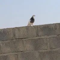 طوقیپالخت