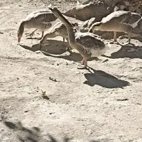 چهار عدد قاز|حیوانات مزرعه|صومای برادوست, |دیوار